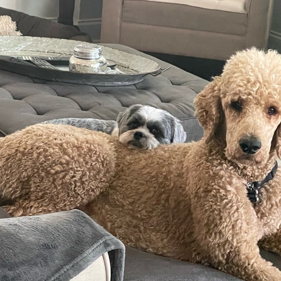 Meet your Posher, Lavandula - Picture 9 of 10